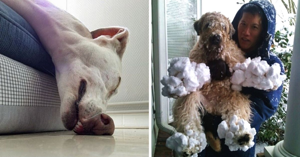 19 Photos of Dogs That Made Their Owners Laugh Out Loud