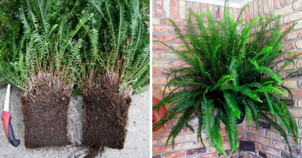 Indoor Ferns: How to Grow This Natural Air Purifier at Home