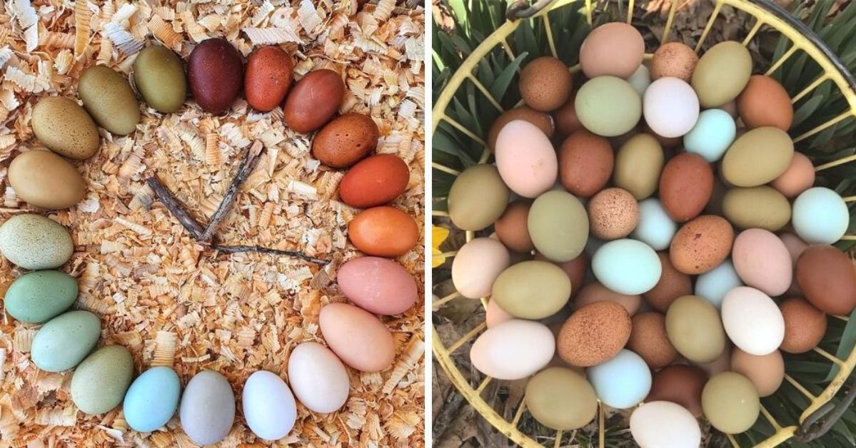 The Color of the Shell of a Chicken Egg Does Not Affect Its Nutritional Value