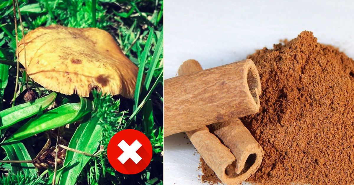 Cinnamon  Doesn’t Come in Handy Only in the Kitchen. There Are 6 Ways You Can Use It in the Garden!