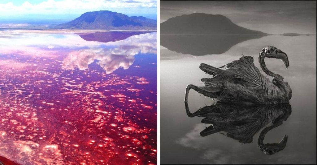 Wonderful Yet Deadly Lake Turns Its Victims into Stone Statues