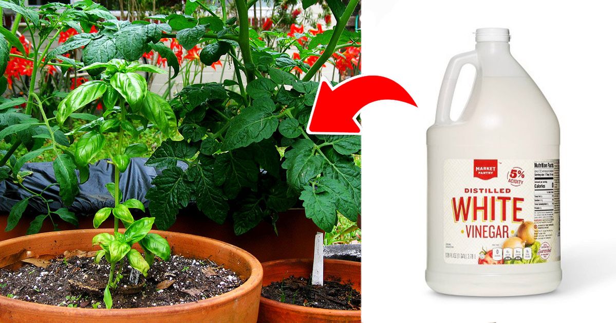 10 Amazing Properties of Vinegar. Would You Ever Believe That Even Gardeners Use It?