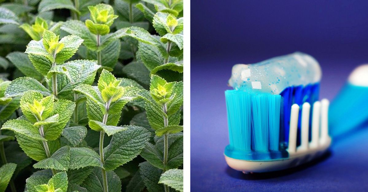 Why Does Mint Make Us Feel Cold? This Strange Phenomenon Has Got a Very Simple Explanation