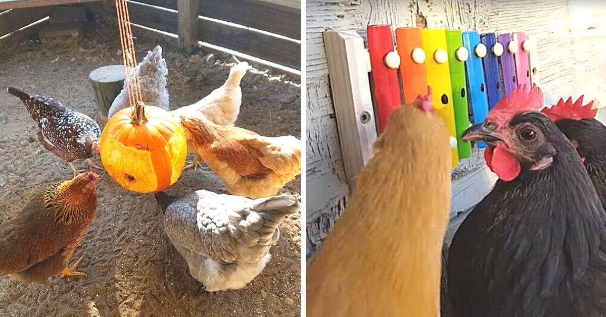 15 Cheap and Charming DIY Tricks to Make Your Chickens Happy