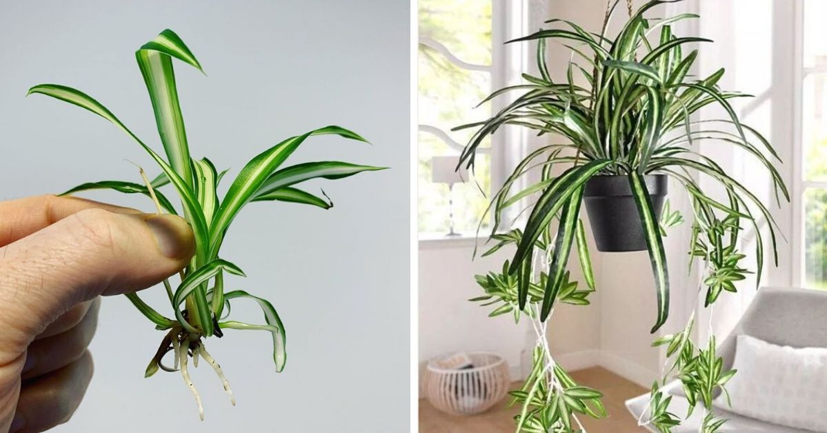 Growing Spider Plants – Everything You Need to Know