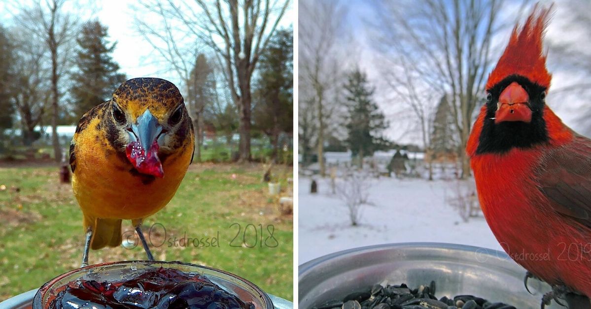 30 zdjęć ptaków złapanych przez fotopułapkę umieszczoną przy karmniku