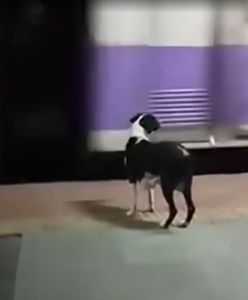 Pies co noc czeka na jeden pociąg. Ten widok łamie serce
