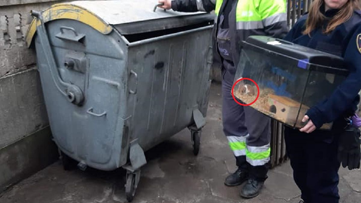 W śmietniku w Łodzi znaleziono żywego chomika.