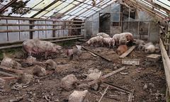 Małopolska. Zwierzęta trzymane w skandalicznych warunkach. 51-latek usłyszał zarzut