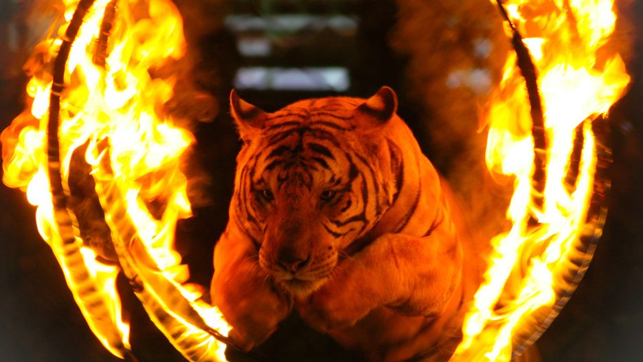 Rosja - tygrys dostał napadu padaczkowego podczas przedstawienia.