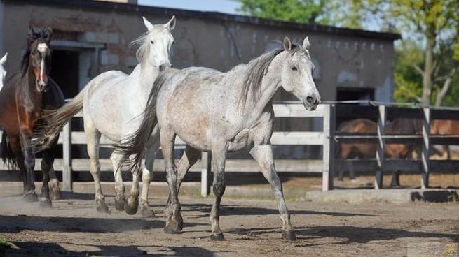 Koronawirus. Dolny Śląsk. Konie z azylu Folwark Zwierzęcy potrzebują pomocy