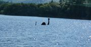 Potwór z Loch Ness - tajemnica wyjaśniona. Genetycy znaleźli odpowiedź