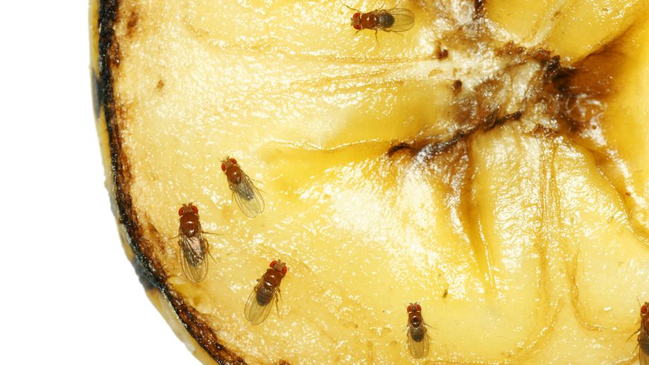 Muszki owocówki nie lubią zapachu octu - wykorzystaj ten specyfik w walce z owadami