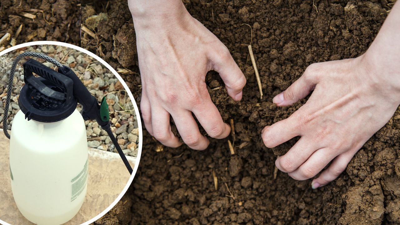 Nie ściółkuję już ogrodu korą. Wystarczy spryskać glebę miksturą za 5 zł, a chwasty nie wyrosną