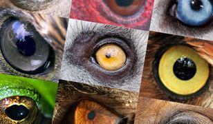 Ptak to, ssak czy może ryba? W tym quizie wcale nie jest łatwo!