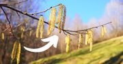 Te kwiaty mają magiczną moc! Zbierz je i wykorzystaj na wiele sposobów