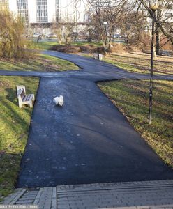 Warszawa. Park Morskie Oko zalany tonami asfaltu. "Prace za zgodą konserwatora"