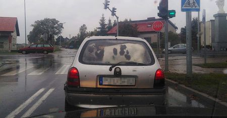 Mrowino. Cielak w oplu. Internauci mieli używanie