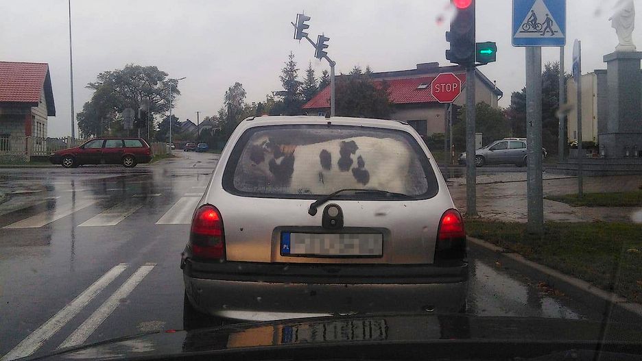 Zwierzę było przewożone w bagażniku niewielkiej osobówki