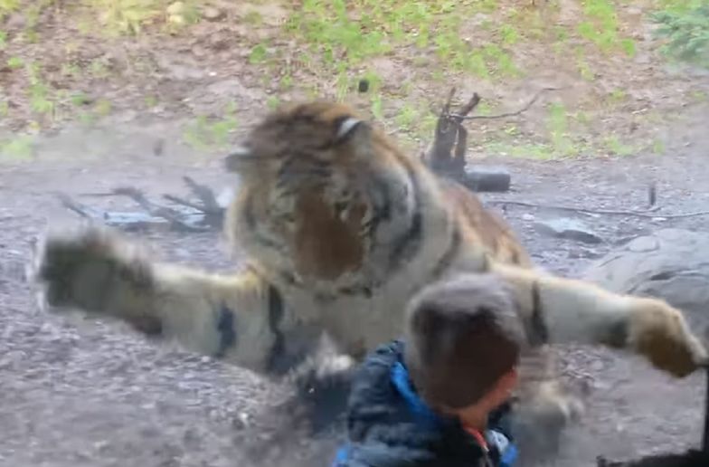 Dublin. Tygrys chciał zaatakować dziecko w zoo. Ojciec chłopca nagrał zajście