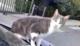 Sąd: kota trzeba pilnować. Właścicielka ukarana