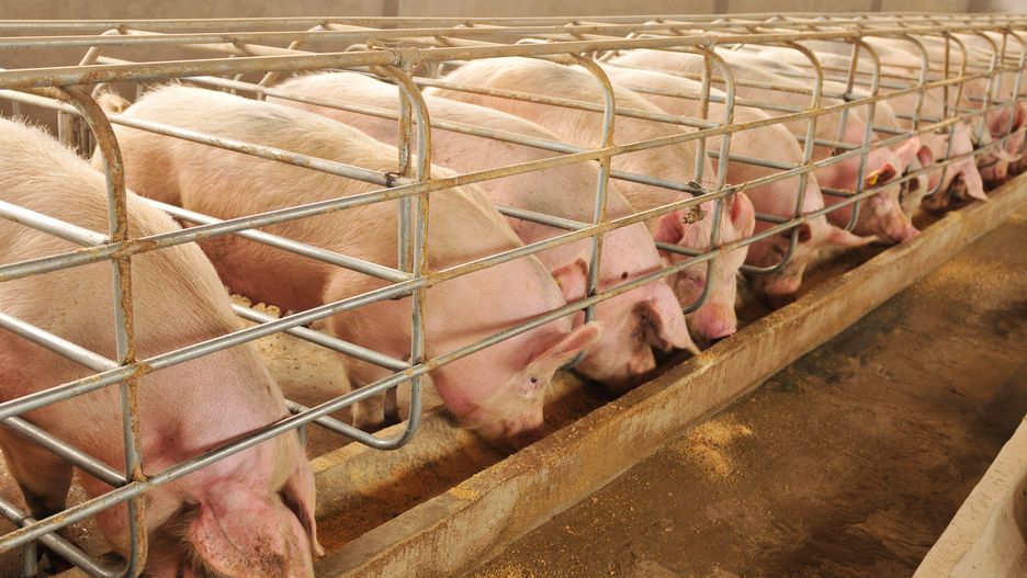 Chiny: ASF atakuje kolejne prowincje