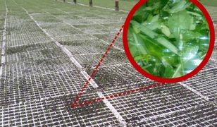 Wygląda jak trawa, ale to szpinak. Producent odpowiada zaniepokojonej czytelniczce