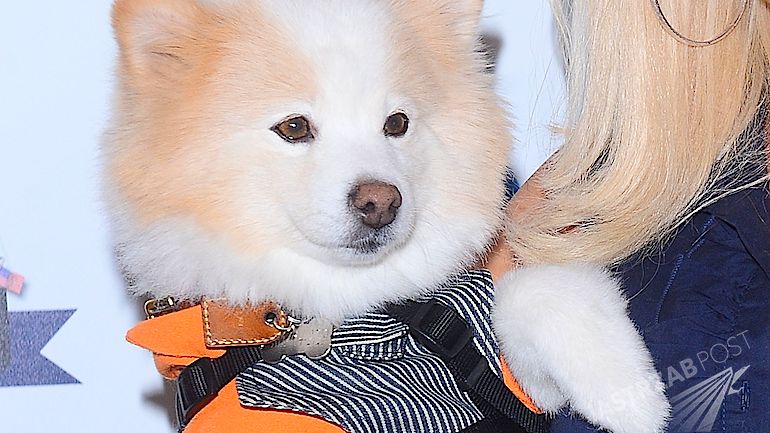 Toby, pies Iwony Burnat, gwiazdy "Żon Hollywood" (fot. ONS)