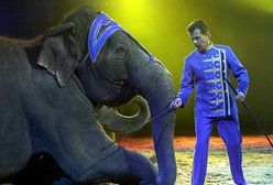 Dania kupi cyrkowe słonie. Chcą zapewnić im spokojną starość