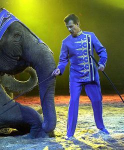 Dania kupi cyrkowe słonie. Chcą zapewnić im spokojną starość