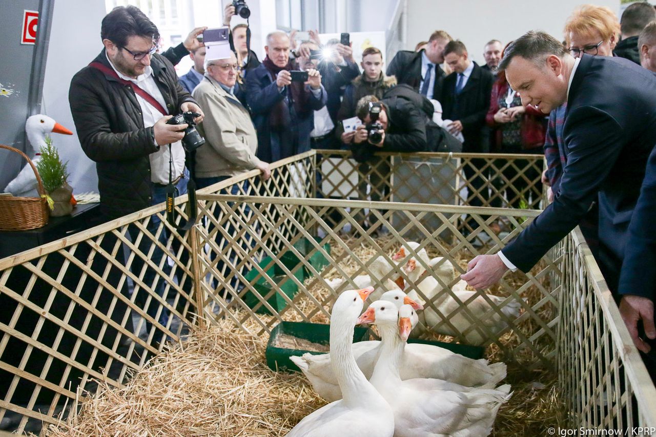 Andrzej Duda pozuje ze słodką alpaką. Je mu z ręki