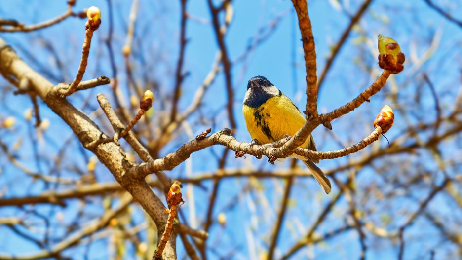 Prognoza pogody na dziś - czwartek 21 marca. Pogoda na pierwszy dzień wiosny w Warszawie, Krakowie, Wrocławiu i Gdańsku.