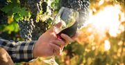 Winnica i wino Leonarda da Vinci. Koneserzy będą zachwyceni