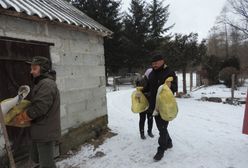 Łabędzie przymarzły do jeziora. Strażacy uratowali prawie wszystkie