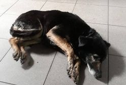 Związał psa drutami, potem wrzucił do wody. "Znajdźmy go!"