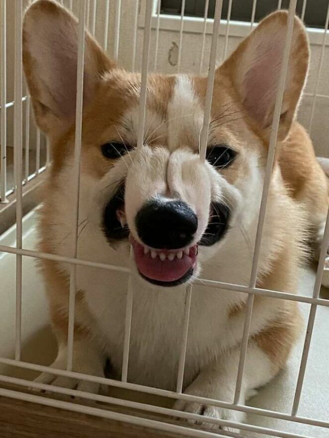 Corgnazo/reddit