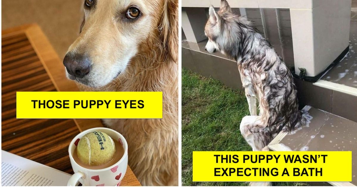20 Adorable Dogs That Will Make Your Day More Delightful