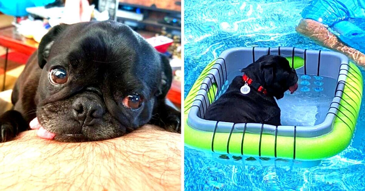 This Pooch Got a Mini Pool Made Out of Laundry Basket and Float Noodle