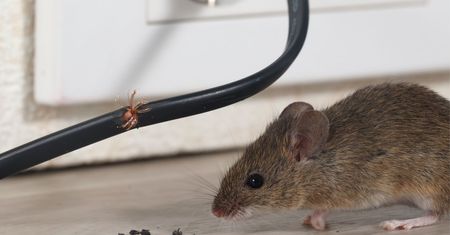 Postaw przy drzwiach i oknach te rośliny. Żadna mysz się do nich nie zbliży
