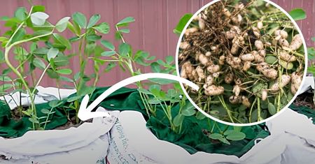 Orzeszki ziemne możesz uprawiać w swoim ogródku. Mało kto o tym wie
