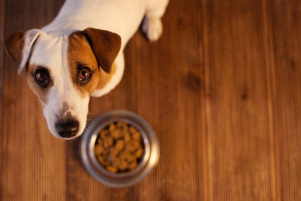 Pies w domu. Czego będziesz potrzebować?