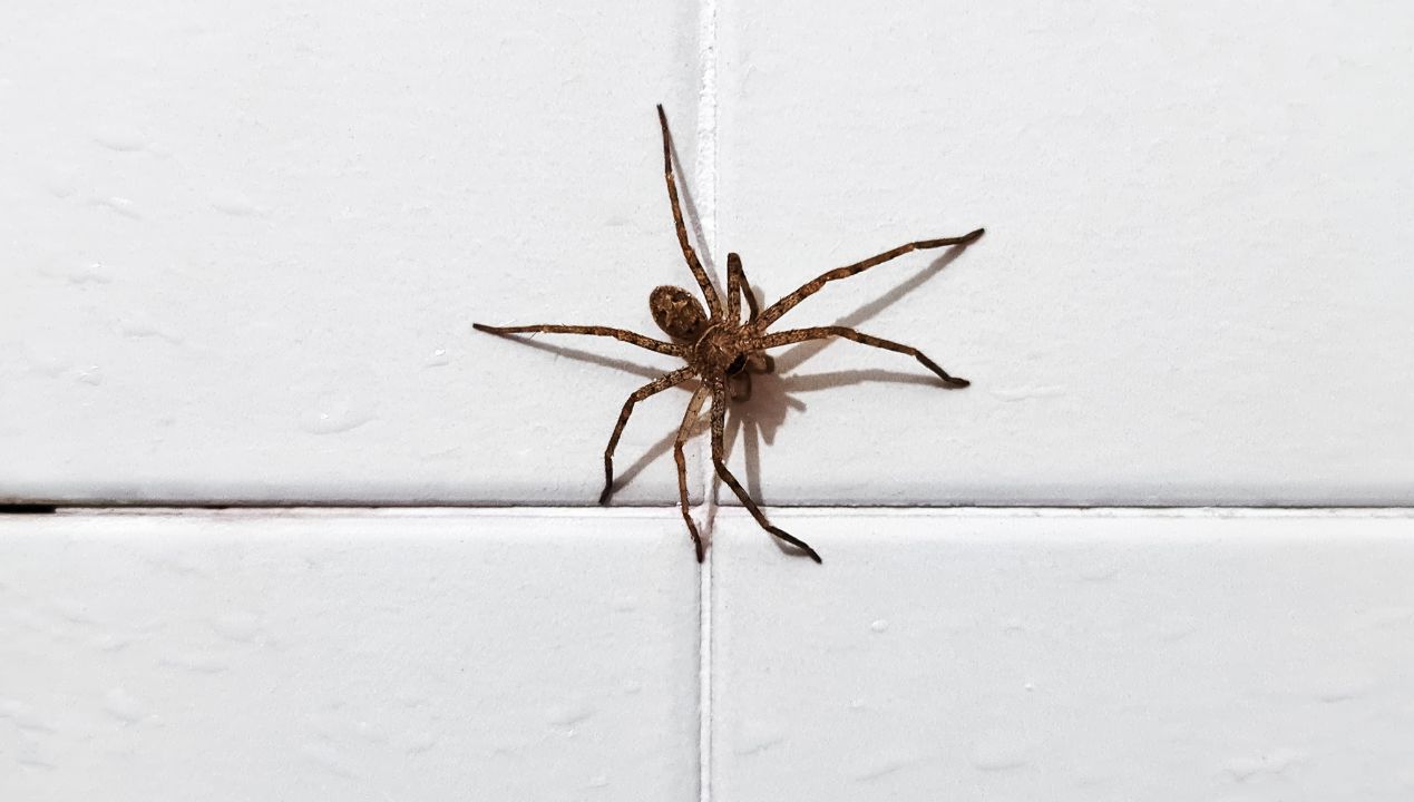 Z jednego powodu warto pozwolić pająkom mieszkać z nami w domu