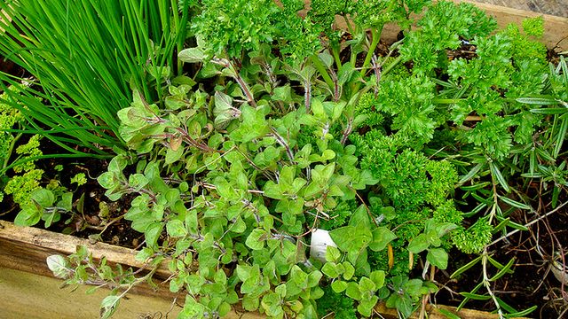 Zioła mają korzystny wpływ na organizm.