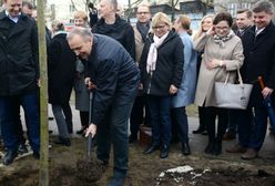 Wpierw posadzili brzozy. Kilkanaście dni później postanowiono je wykopać