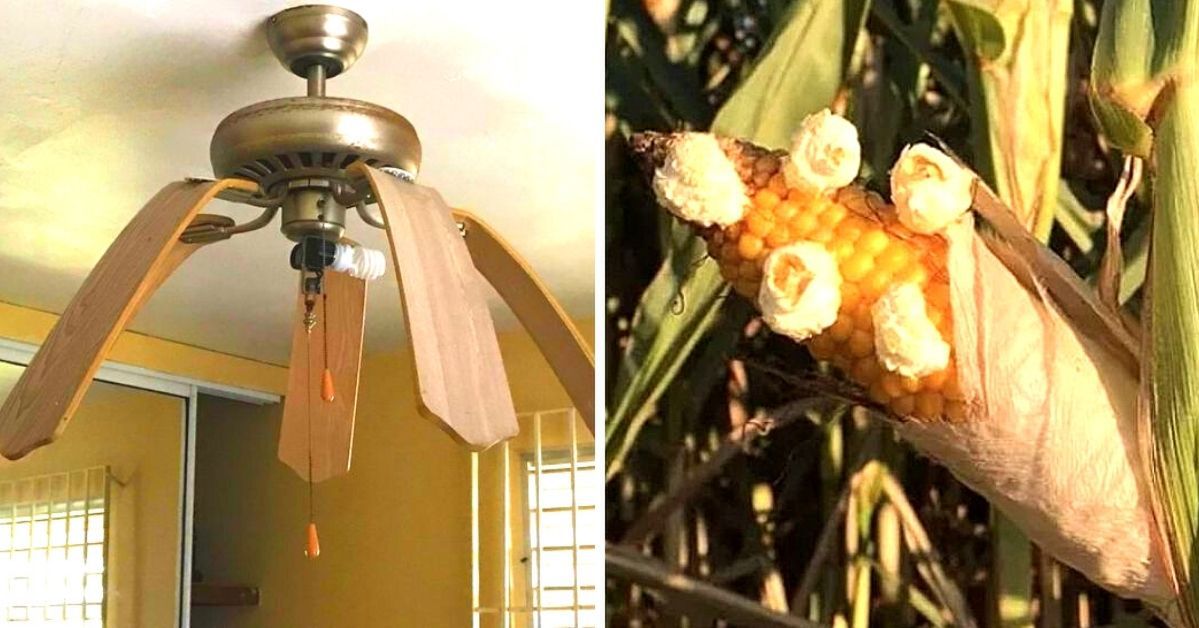 23 Strange Things That Can Only Happen in the Heat of Summer