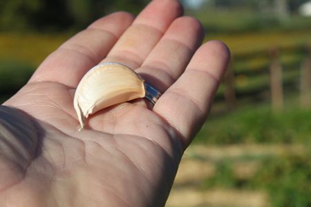 Grow, Cure And Store Your Own Garlic