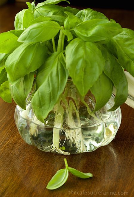 How to Propagate Basil