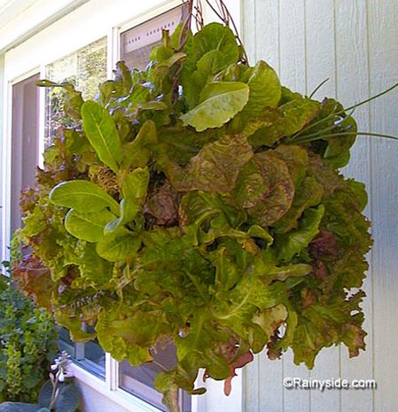 Moss Lettuce Basket