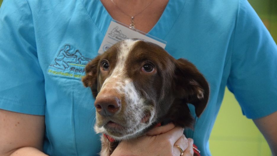 Nowe fakty ws. skatowanego Fija