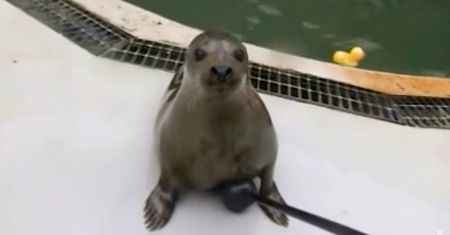 Naukowcy uczą foki nucić Gwiezdne Wojny i naśladować mowę [WIDEO]